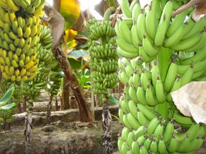Банан: полезные свойства