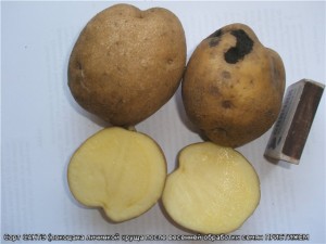 Как выбрать картошку: хрущ