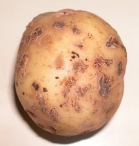 Как выбрать картофель: парша