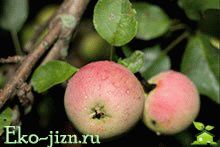 Яблоки разного цвета полезны по-разному Витамины, микроэлементы