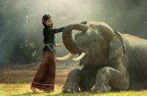 Всемирный день защиты слонов  22 сентября