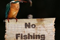 Второе воскресенье июля ? празднование дня действий против рыбной ловли