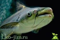 Рыба пангасиус – «пища бедняков»: польза и вред