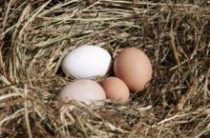 Как выбрать домашние яйца на рынке: визуальная «экспертиза» и «лабораторная» проверка в домашних условиях