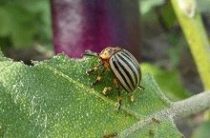 Борьба с колорадским жуком: биологическое оружие