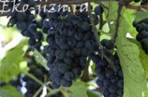 Полезные свойства винограда. Винограданая диета