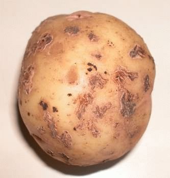 Парша на клубне картофеля