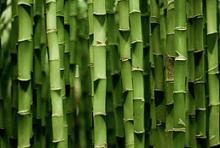bambook1
