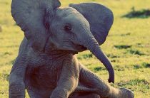 Международный день защиты слонов в зоопарках ? 20 июня