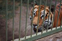 29 июля празднование Международного дня тигра