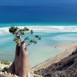 Фантастический ландшафт острова Сокотра привлекает сюда любителей экологического туризма