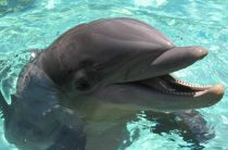 23 июля — празднование Всемирного дня китов и дельфинов