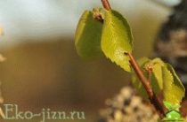 Березовые листья: уникальные лечебные свойства, возможные противопоказания?