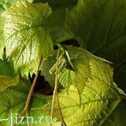 Виноградные листья для долмы. Способы заготовки на зиму