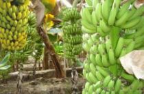 Полезные свойства бананов, как их выбрать правильно: миф о кормовых бананах