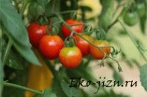 Как вырастить помидоры черри на подоконнике