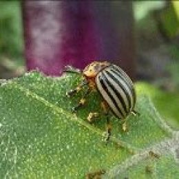 Борьба с колорадским жуком: «биологическое оружие»