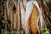 Польза и вред кукурузы: вареная, консервированная