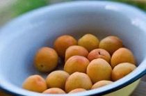 Можно ли кормящей маме есть абрикосы