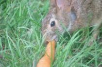Принципы морковной диеты. Что можно кушать