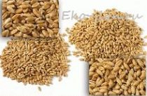 Ростки пшеницы: польза и вред